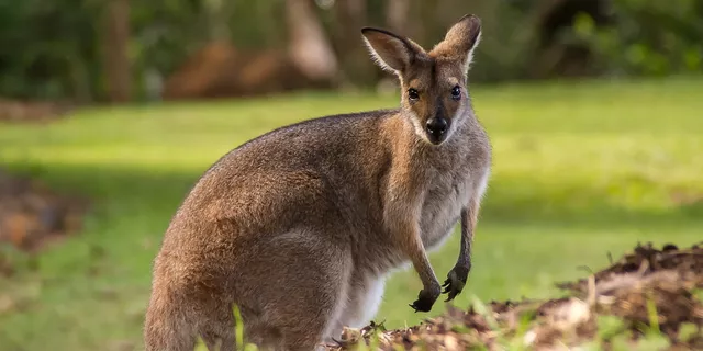 RBA não conseguiram impulsionar o Aussie