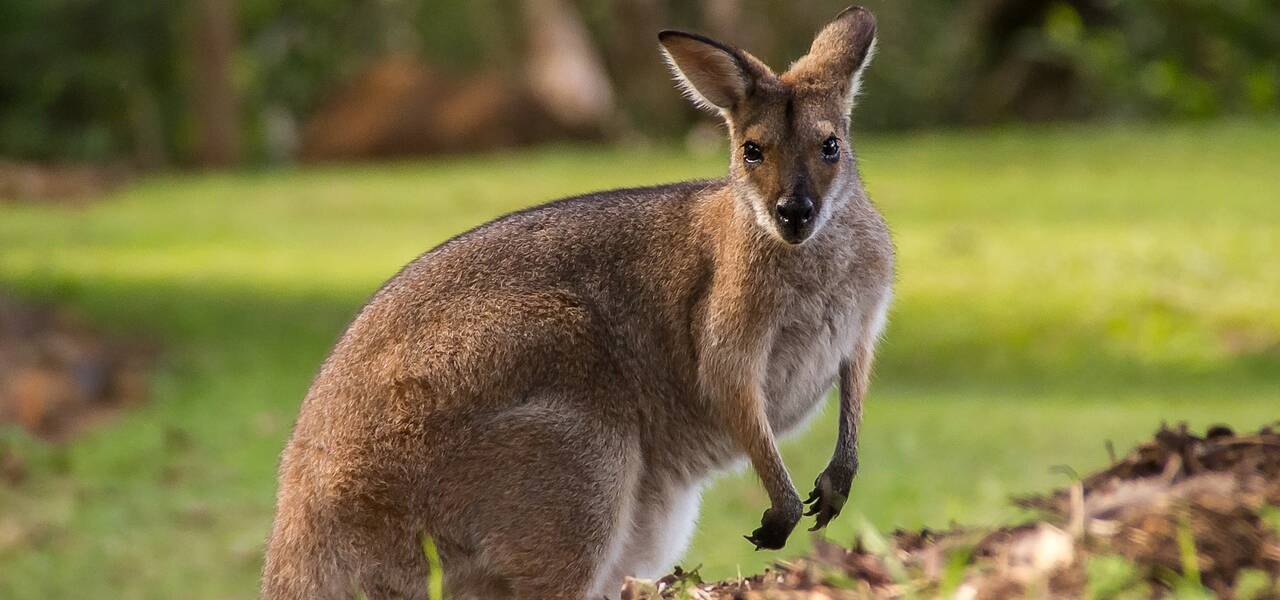 RBA não conseguiram impulsionar o Aussie